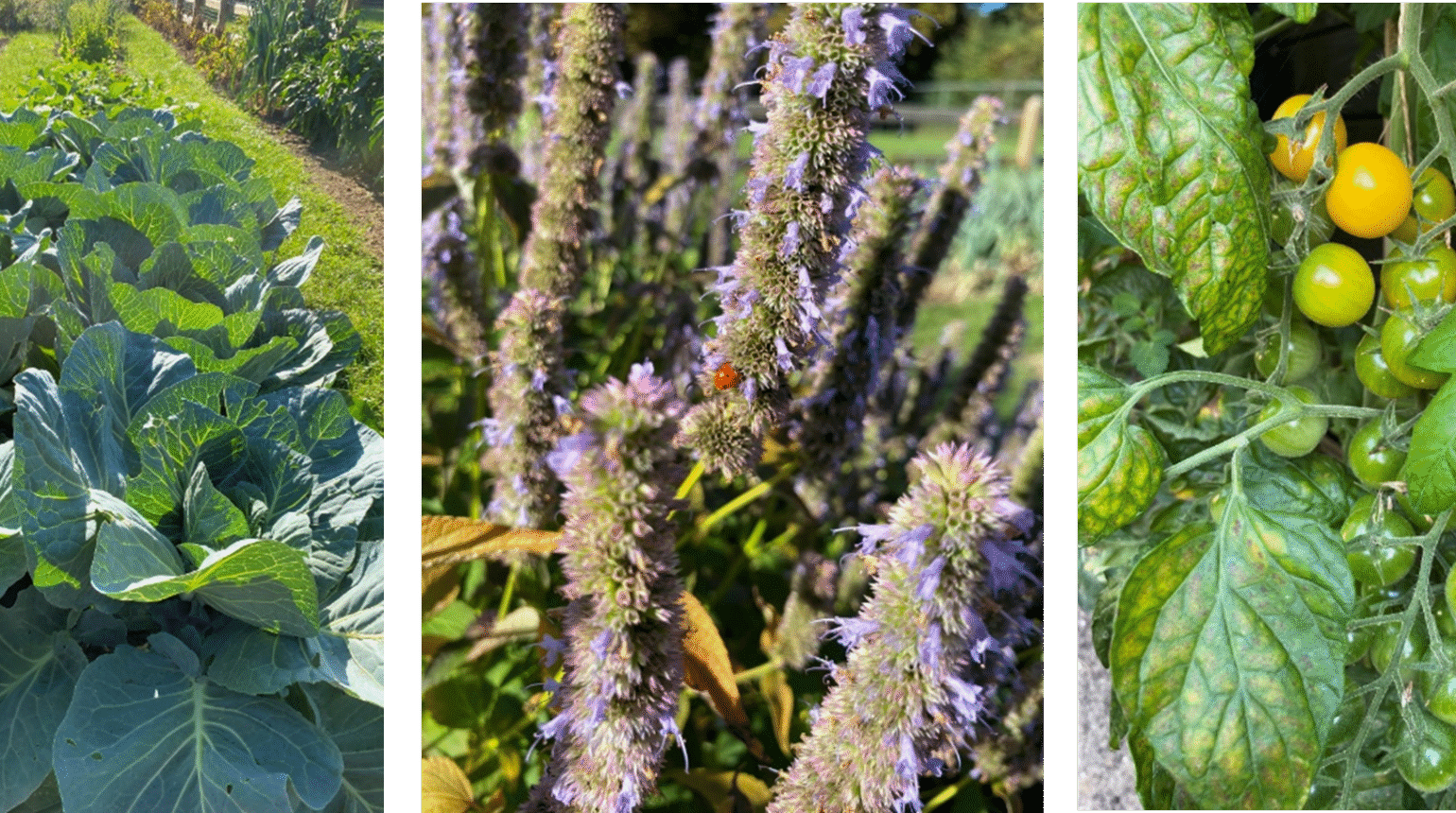 Afbeelding Moestuin