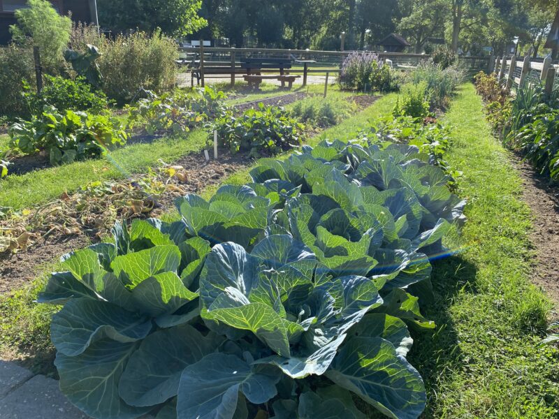 Afbeelding moestuin